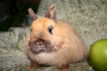 male rabbit for adoption