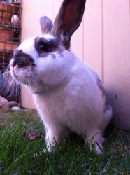 adopt foster rescue rabbit
