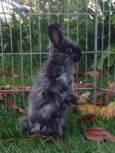 angora bunny rabbit