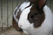 Male Chocolate Dutch bunny rabbit