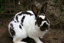 chocolate and white male rex bunny rabbit