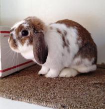 holland lop adoptable bunny rabbit