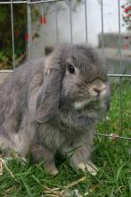 Holland Lop Femal spayed