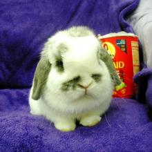 adoptable lop bunny rabbit