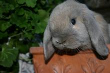 male holland lop blue torte