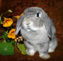 Oal Holland Lop female