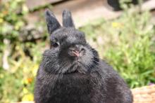male netherland dwarf rabbit