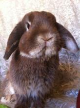 holland lop male bunny rabbit