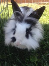 rescue rabbit adopt bunny lionhead