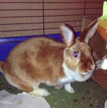 Female Amber colored rabbit