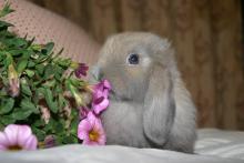 holland lop female