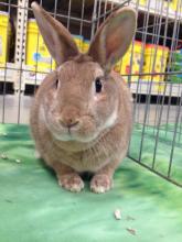 rescue bunny rabbit dwarf