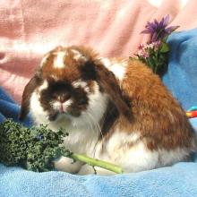 holland lop bunny rabbit