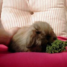 Torte Fuzzy Holland Lop bunny rabbit