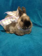 spayed bunny rabbit for adoption