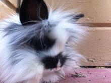 lionhead male bunny rabbit