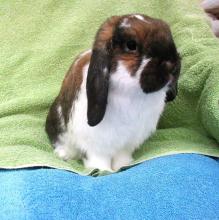 holland lop bunny rabbit