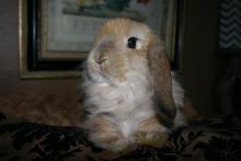 fuzzy holland lop female