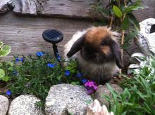 fuzzy holland lop