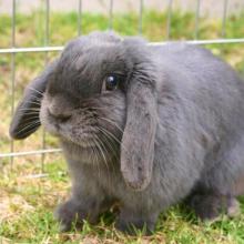 blue holland lop female spayed
