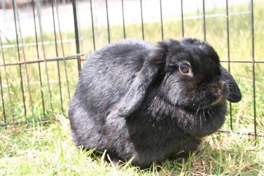 black female holland lop spayed