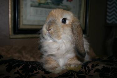 fuzzy holland lop female